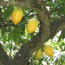 Quase 50 comunidades agrícolas já produzem cacau biológico