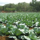 Federação dos Agricultores exige criação de fundo de calamidade