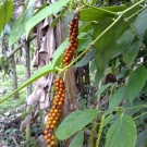 Cooperativa de Produção da Pimenta promete elevar o PIB nacional dentro de sete anos
